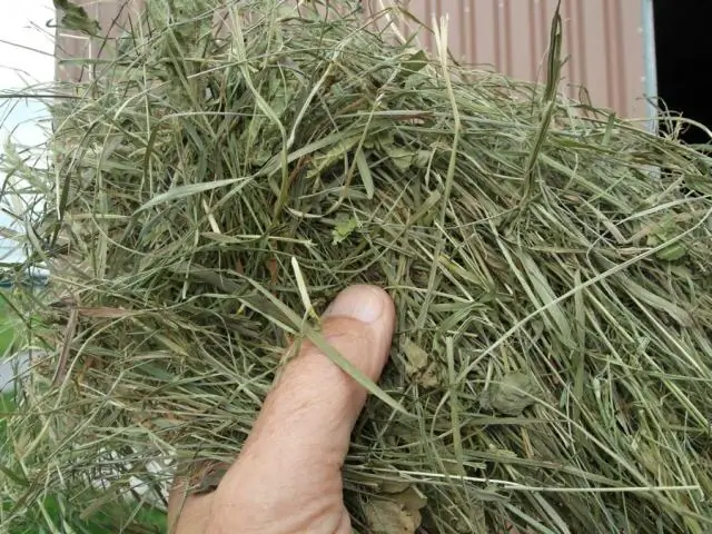 Овсяница - хорошее сено?