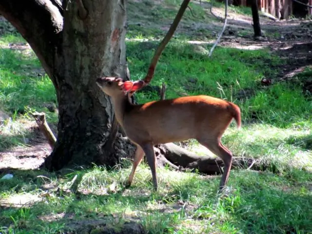 Как уберечь оленей от запаха?
