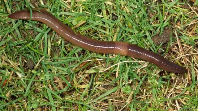 Как устроен дождевой червь?