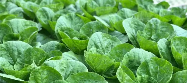 Можно ли есть королевскую рыбу во время беременности?