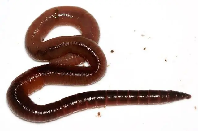 Как дождевые черви помогают в вермикомпостировании?