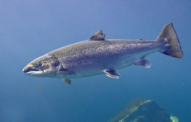 Атлантический лосось анадромный?