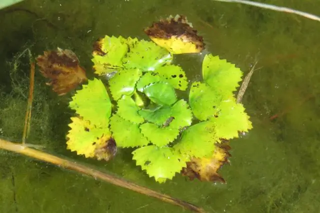 Ядовита ли свинцовая дробь для водоплавающих птиц?