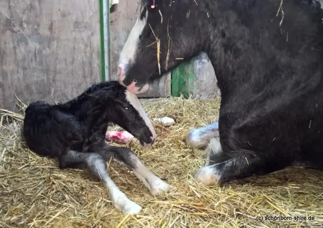 В War Horse использовалась настоящая лошадь?