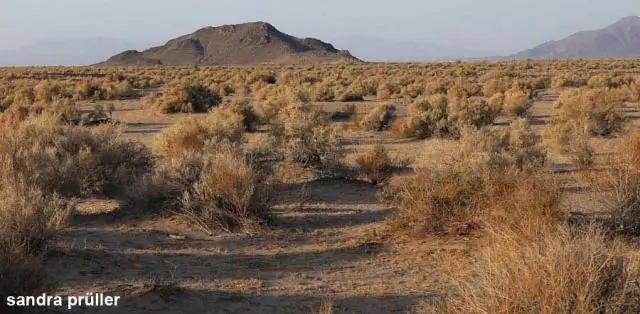 Чем славится пустыня Мохаве?