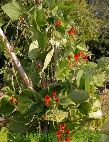 Съедобны ли цветы алой фасоли?