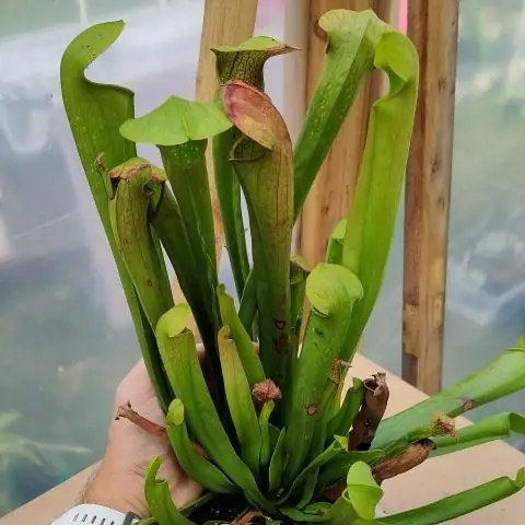 Как обрезать саррацению?