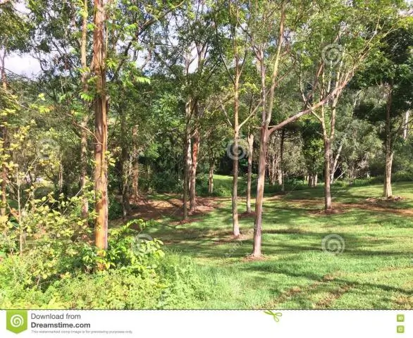 Какие деревья растут на Гавайях?