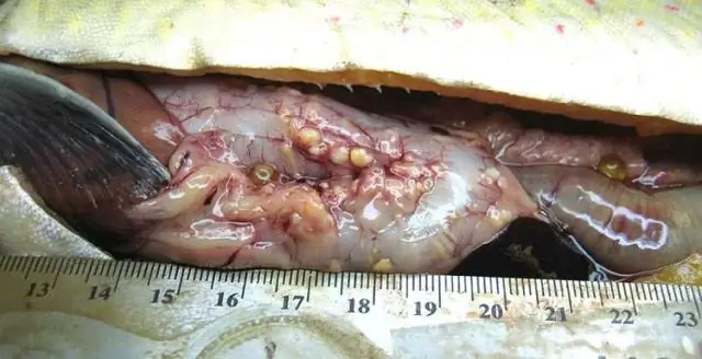 Опасно ли есть червей?