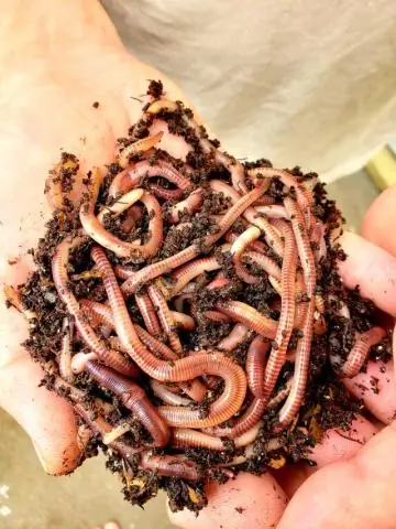 Что такое канадские ночные краулеры?