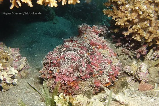 Что делают морской окунь?