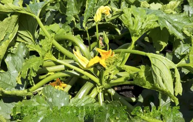 Есть ли у цуккини усики?