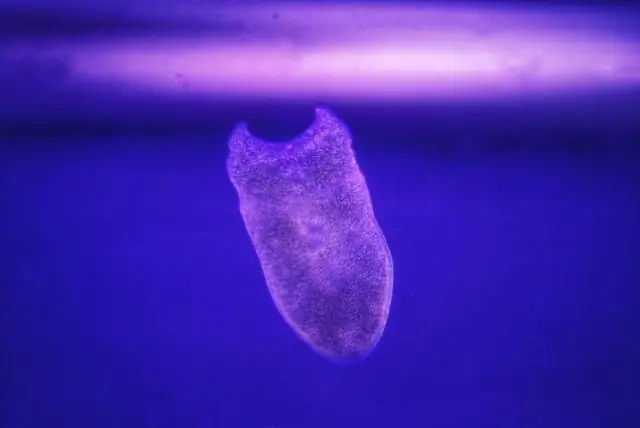 Какую траву используют на полях для гольфа?