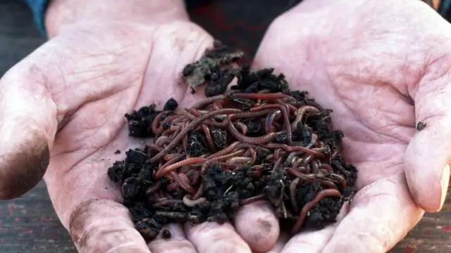 Полезны ли тигровые черви для сада?