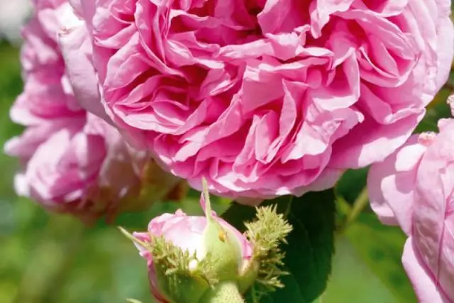 Могут ли розы цвести дважды?