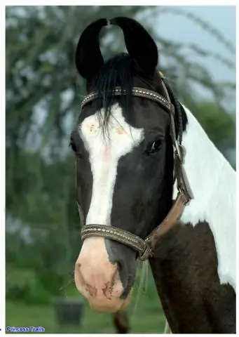 Как называется конский доспех?