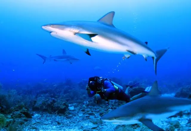 Что значит отсутствие дайвинга?