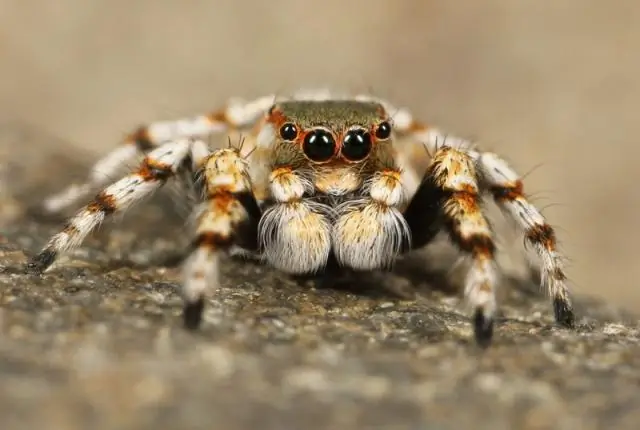 Почему на Гавайях нет ошибок?