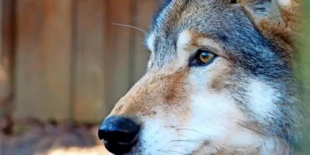 Можете ли вы стрелять в волков на Аляске?