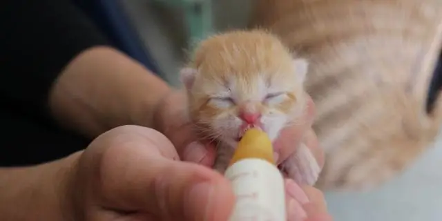 Сколько человек находятся в цветовой охране?