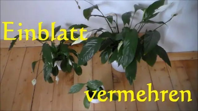 Как разводить лейкадендроны?