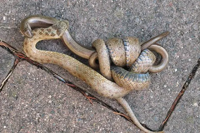 Какие бывают стропы?