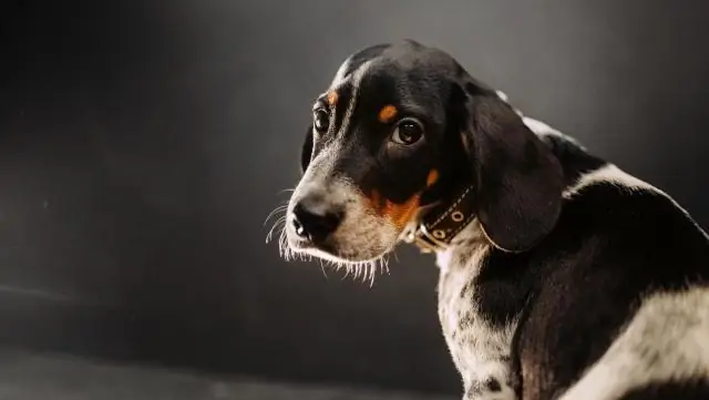 Почему моя собака внезапно перестает ходить?