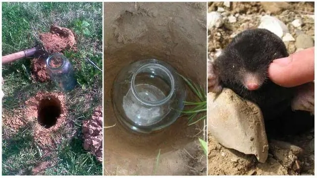 Как ловить колпицу?