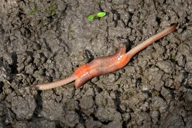 Как происходит оплодотворение дождевых червей?