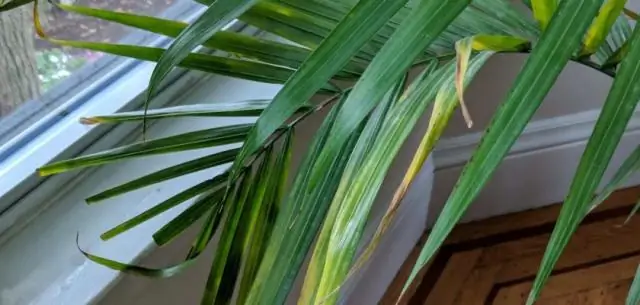 Почему моя королевская ладонь становится коричневой?