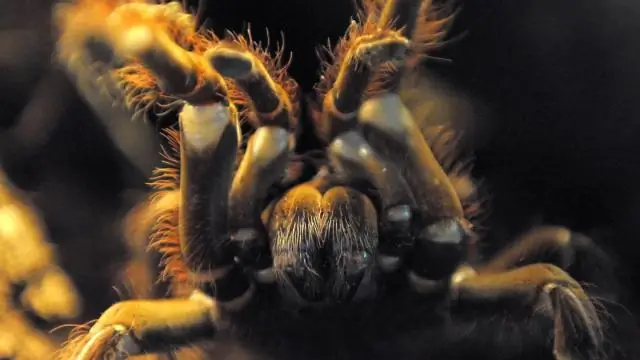 Насколько большим может вырасти непентес?