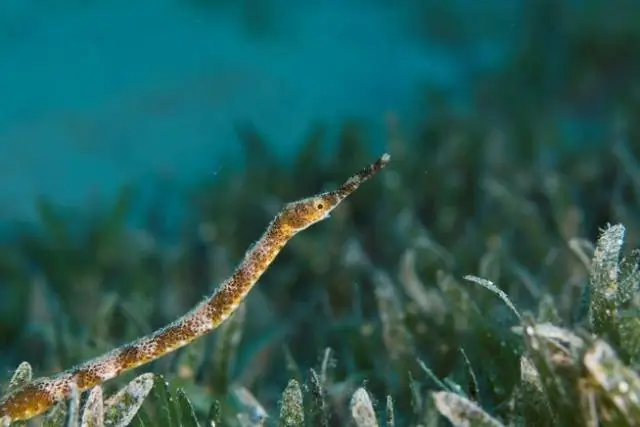 Какая рыба похожа на бранзино?