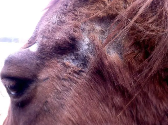 Как лечить грибок у лошадей?