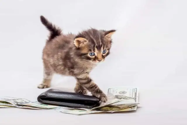 Сколько стоит паром Cat?