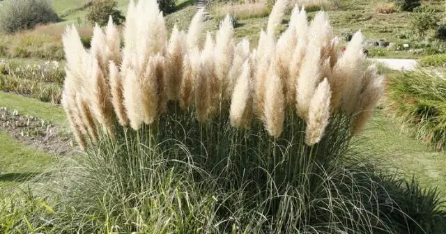 Как ухаживать за овсяницей голубой?