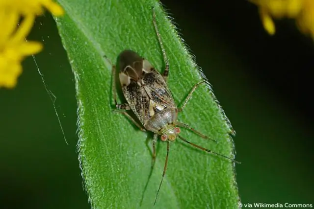 Вредны ли сквоши?