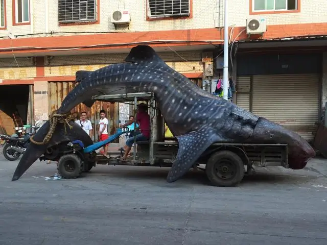 Сломалась клетка для ныряния с акулами?