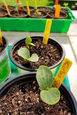 Кабачки и помидоры - компаньоны?