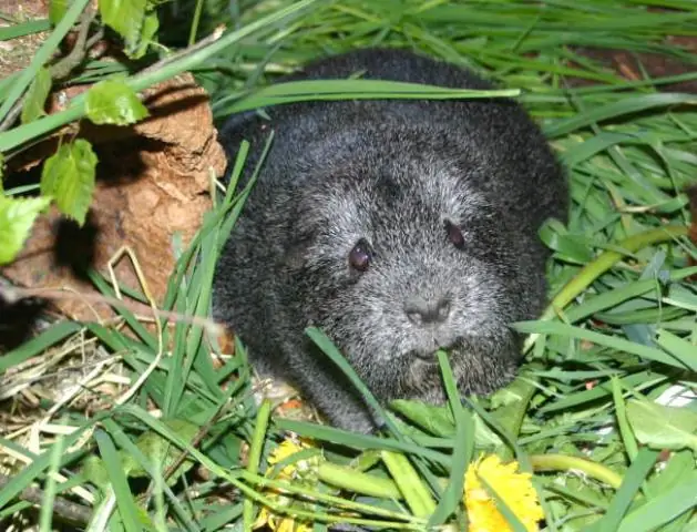 Какая трава больше всего нравится оленям?