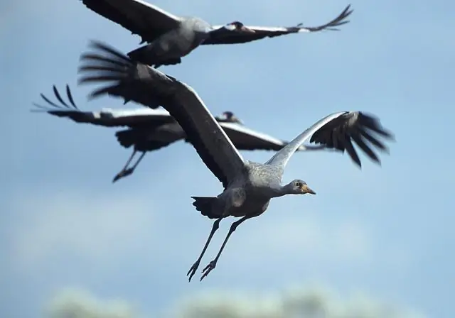 Летят ли канюки на юг на зиму?