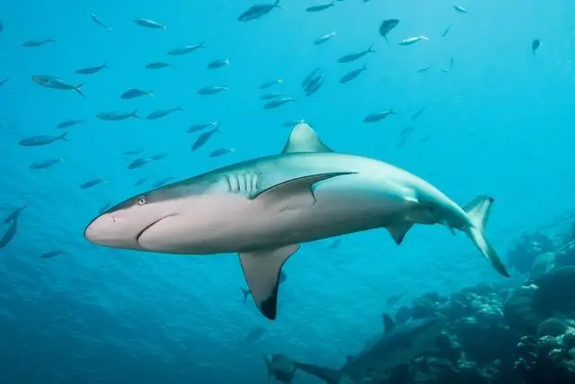 Живут ли акулы в Темзе?