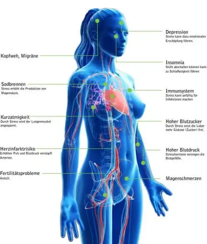 Где у тебя широчайшие?