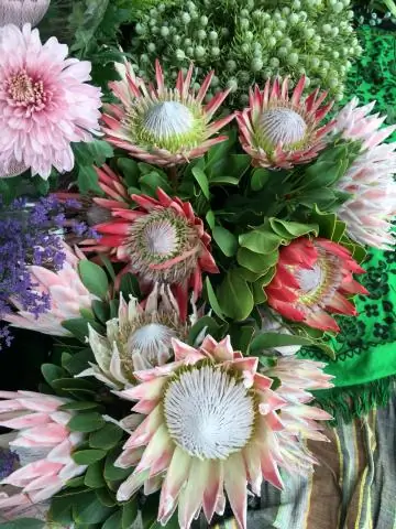 Как долго живут растения протея?