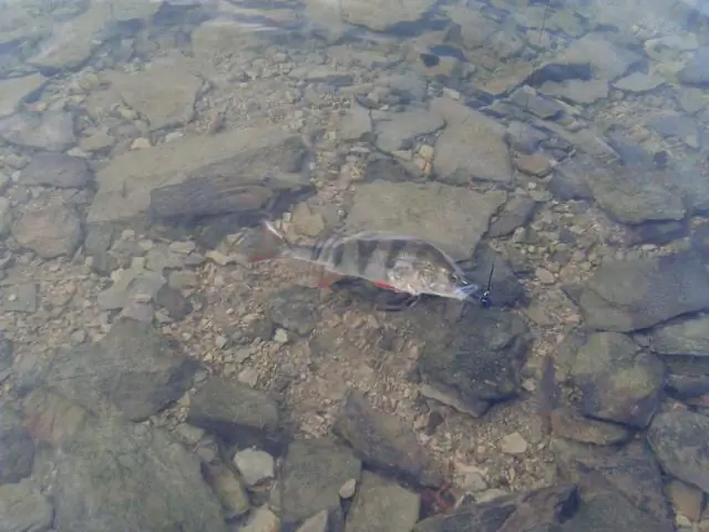 Клюет ли нерестовый лосось?