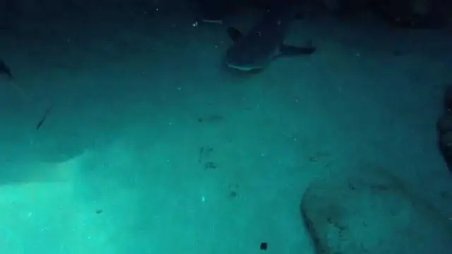 Есть ли в Блэк Рок Мауи акулы?