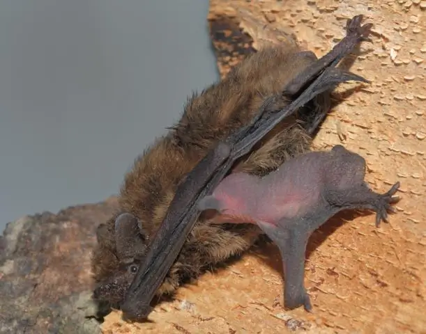 Будут ли шарики от моли отталкивать летучих мышей?