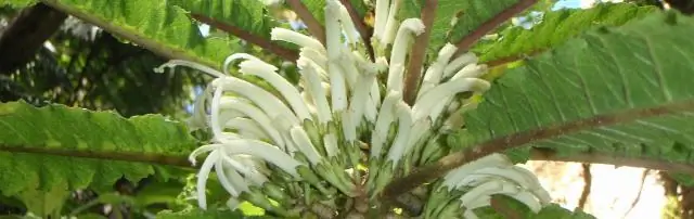 Какие растения хорошо растут на Гавайях?