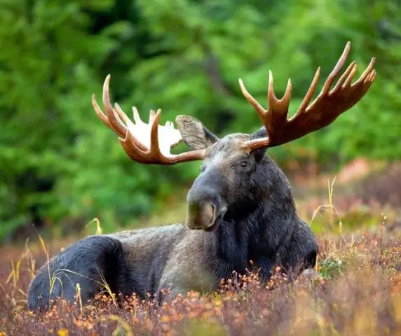 Есть ли в Мичигане лоси?