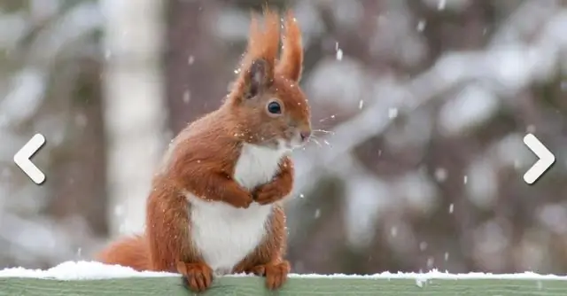 На какое животное собираются охотиться Уитни и Рейнсфорд?