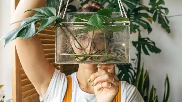 Как может растение, живущее в воде, дышать?